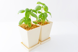 日本の寒さにも耐えられる丈夫な観葉植物