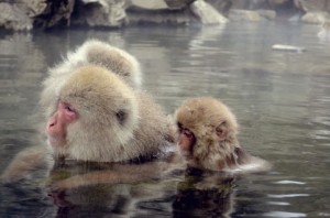 猿の温泉