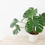 1人暮らしの部屋におすすめ！ 丈夫で育てやすい観葉植物4選