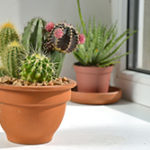 一人暮らしに潤いを！ 花が咲く観葉植物を部屋に飾ろう