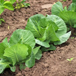 甘くておいしい春キャベツの簡単レシピ3つ