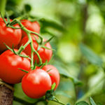 旬の味を楽しもう！　夏野菜「トマト」を楽しむおいしいレシピ